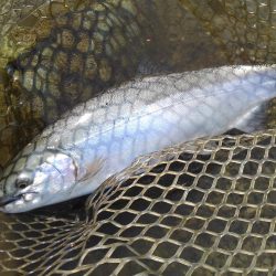 天竜川ルアーフライ専用区